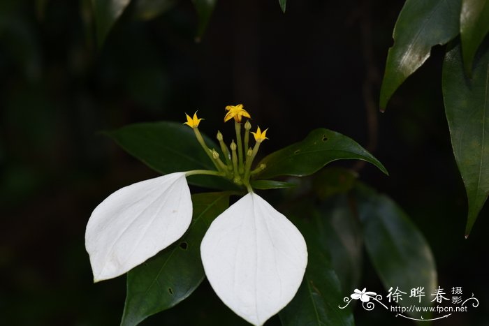 广东玉叶金花Mussaenda kwangtungensis