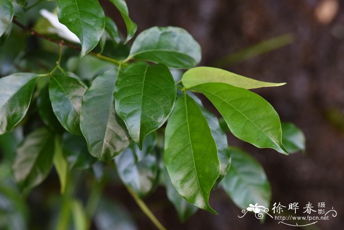 广东玉叶金花Mussaenda kwangtungensis