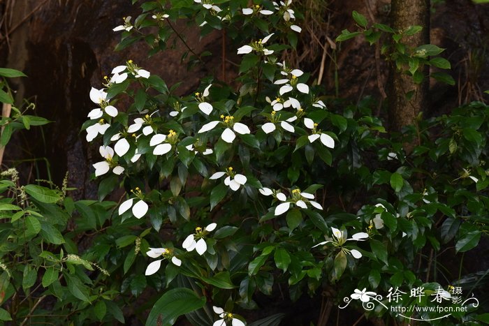 广东玉叶金花Mussaenda kwangtungensis