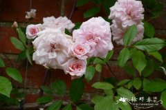  ‘攀援’蔷薇Rosa 'Climbing Cecile Brunner'