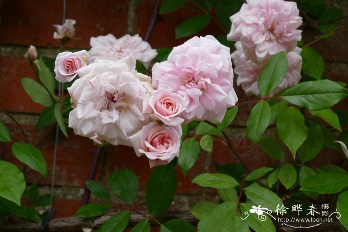  ‘攀援’蔷薇Rosa 'Climbing Cecile Brunner'