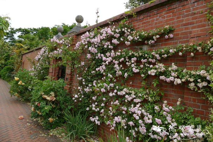  ‘攀援’蔷薇Rosa 'Climbing Cecile Brunner'