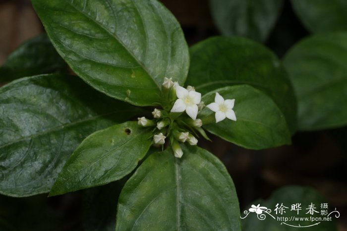 小玉叶金花Mussaenda parviflora