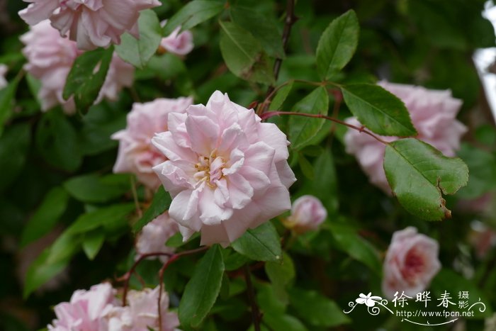  ‘塞西尔·布鲁纳’蔷薇  Rosa 'Climbing Cecile Brunner'