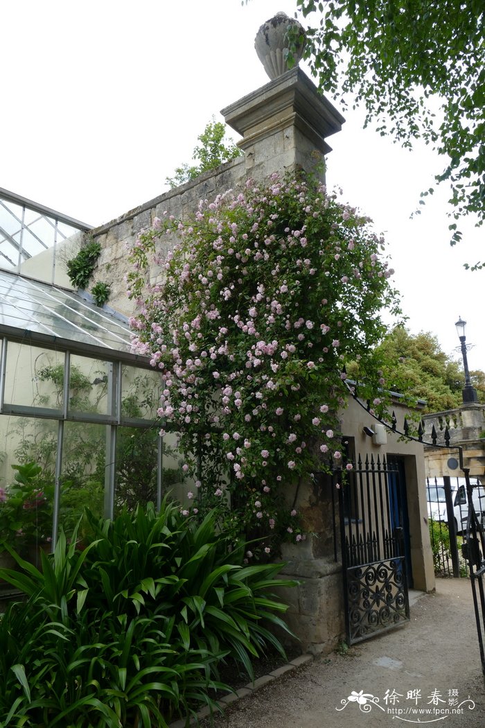  ‘塞西尔·布鲁纳’蔷薇  Rosa 'Climbing Cecile Brunner'