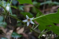 单花红丝线 Lycianthes lysimachioides