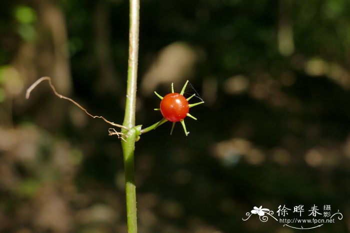 单花红丝线 Lycianthes lysimachioides