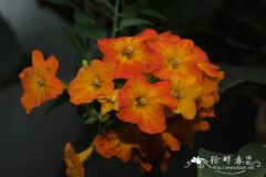 扭管花 Streptosolen jamesonii