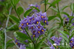 智利藤茄 Solanum crispum