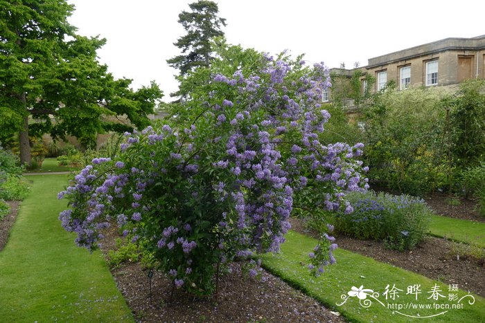 智利藤茄 Solanum crispum