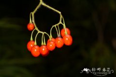 白英Solanum lyratum
