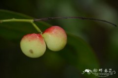 柠檬清风藤Sabia limoniacea