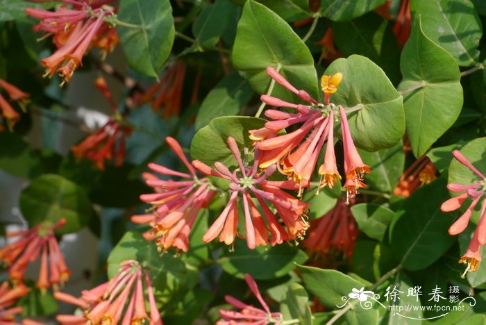 台尔曼忍冬Lonicera × tellmanniana