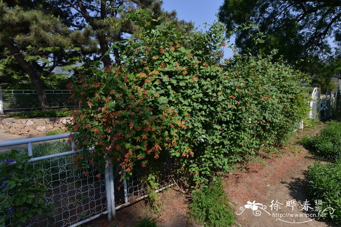 台尔曼忍冬Lonicera × tellmanniana