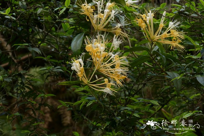 大花忍冬Lonicera macrantha