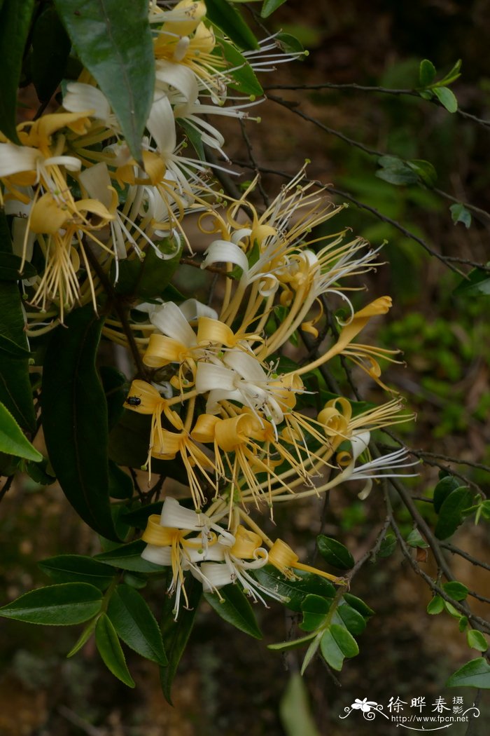 大花忍冬Lonicera macrantha