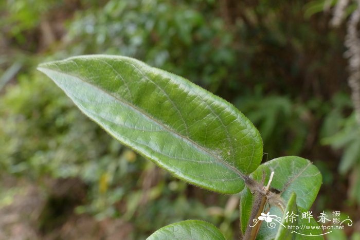 大花忍冬Lonicera macrantha