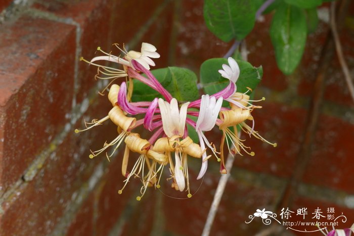 '瑟诺'香忍冬 Lonicera periclymenum 'Serotina'