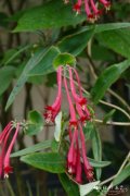 '雪桦巷'贯月忍冬Lonicera sempervirens 'Cedar Lane'