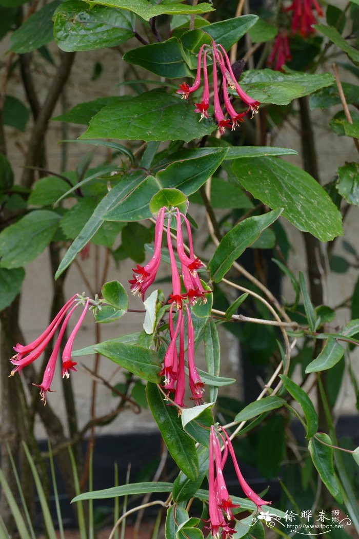 '雪桦巷'贯月忍冬Lonicera sempervirens 'Cedar Lane'