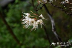 细毡毛忍冬Lonicera similis