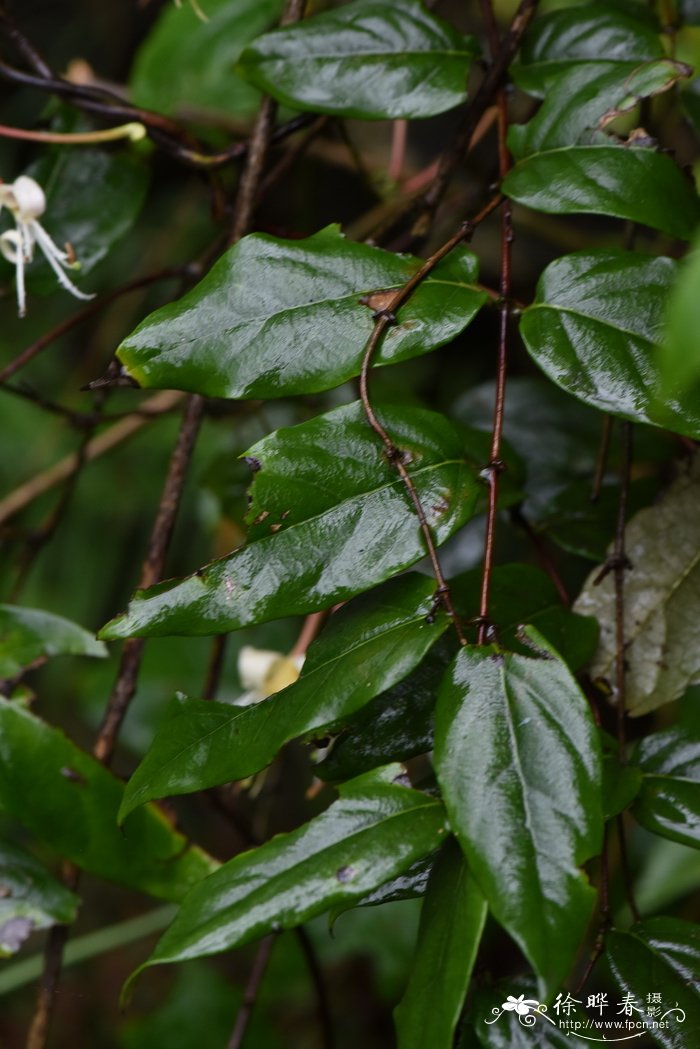 细毡毛忍冬Lonicera similis