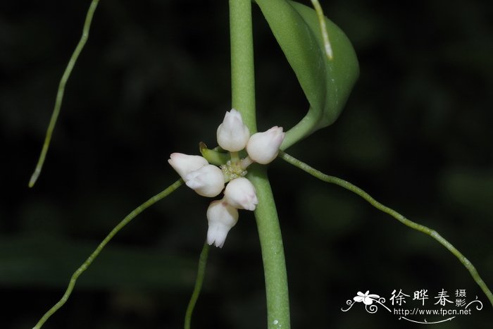 台湾眼树莲Dischidia formosana