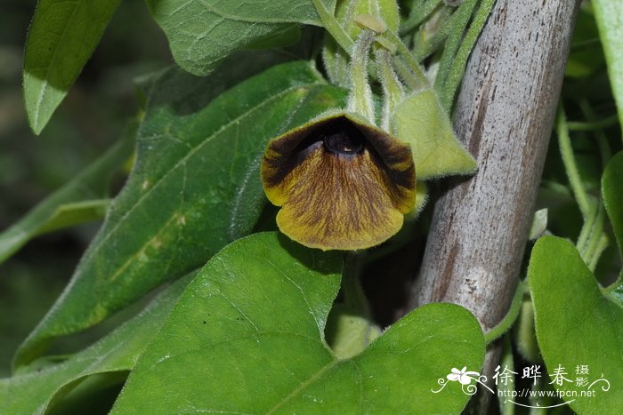 柔叶马兜铃Aristolochia mollis