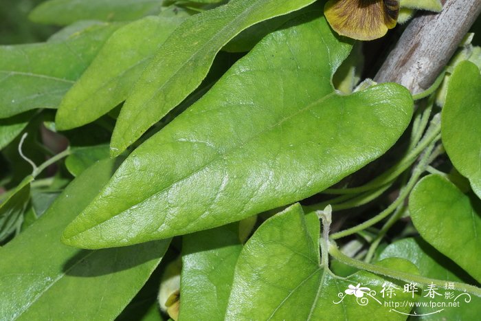 柔叶马兜铃Aristolochia mollis