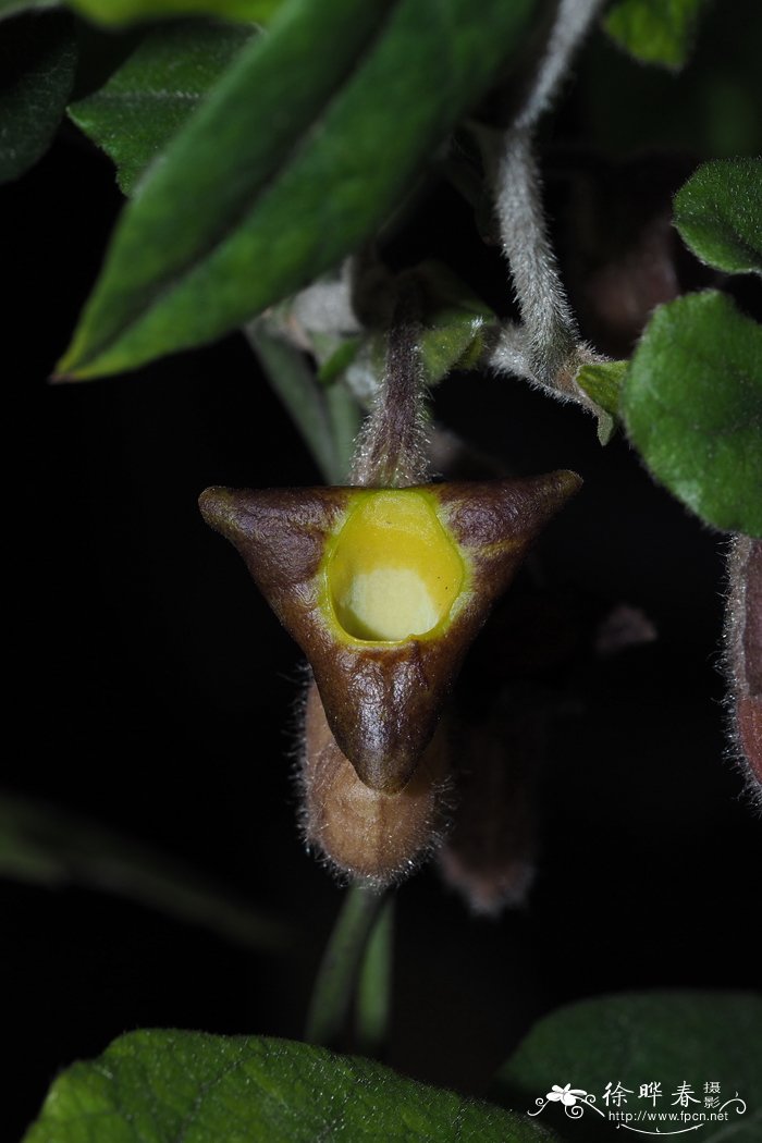 台湾马兜铃 Aristolochia shimadae