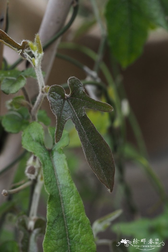 台湾马兜铃 Aristolochia shimadae