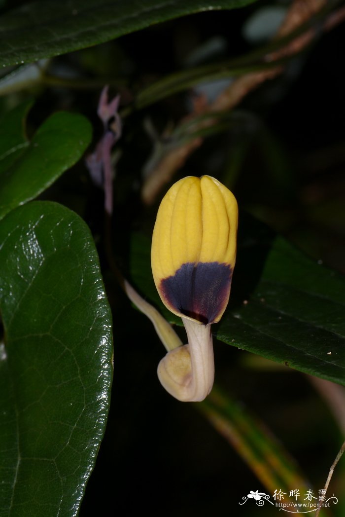 华南马兜铃Aristolochia austrochinensis