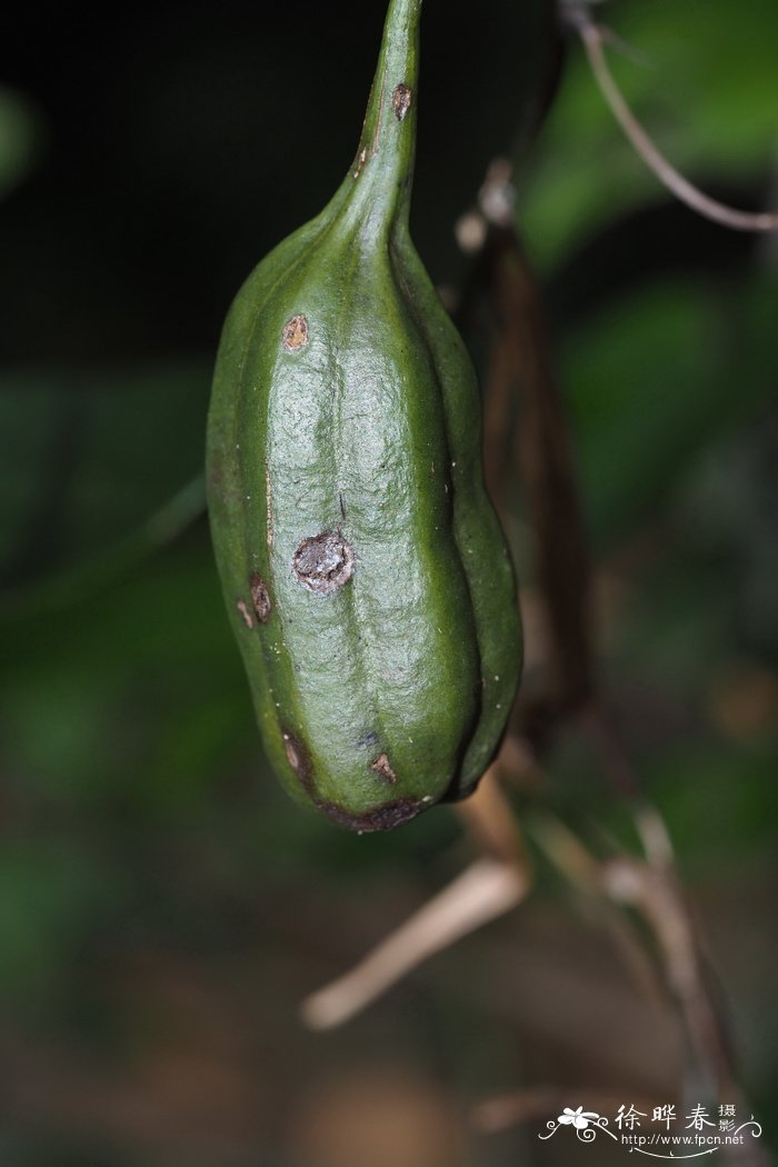 华南马兜铃Aristolochia austrochinensis