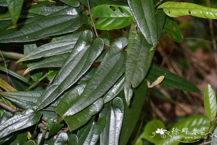 华南马兜铃Aristolochia austrochinensis