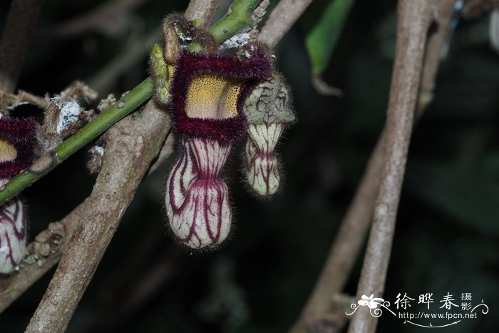 管兰香Aristolochia cathcartii