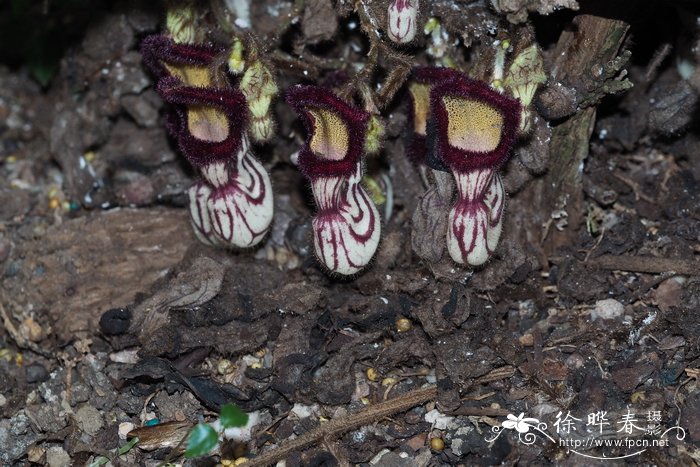 管兰香Aristolochia cathcartii