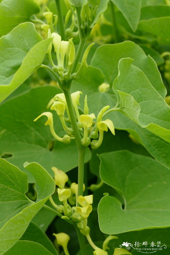 欧洲马兜铃Aristolochia clematitis