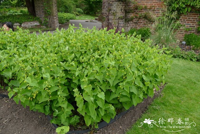 欧洲马兜铃Aristolochia clematitis