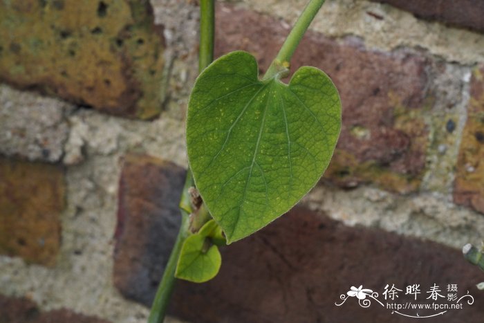 西藏马兜铃Aristolochia griffithii