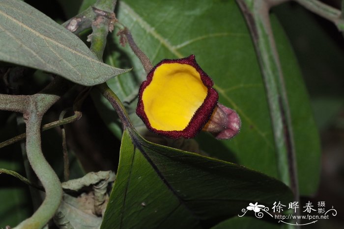 海南马兜铃 Aristolochia hainanensis