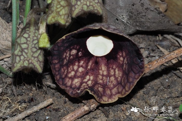 广防已Aristolochia fangchi