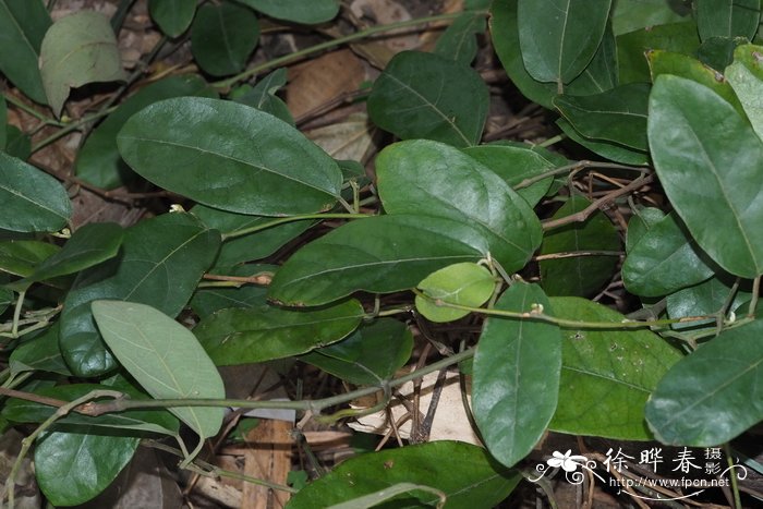 广防已Aristolochia fangchi