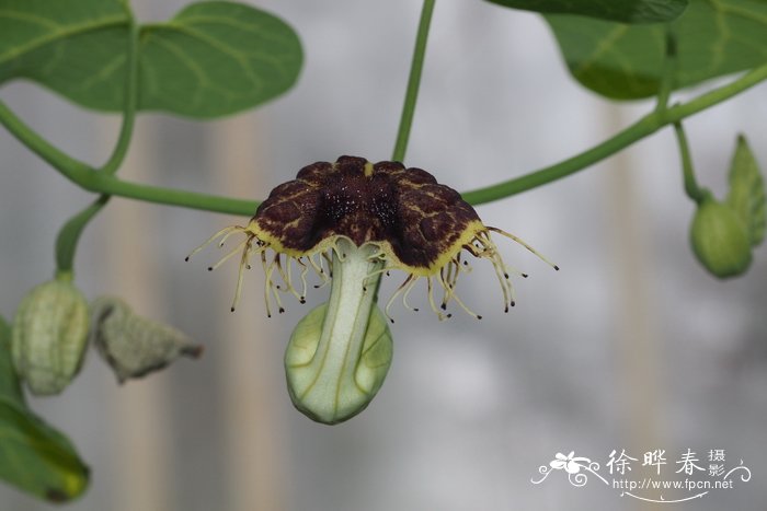 流苏马兜铃Aristolochia fimbriata