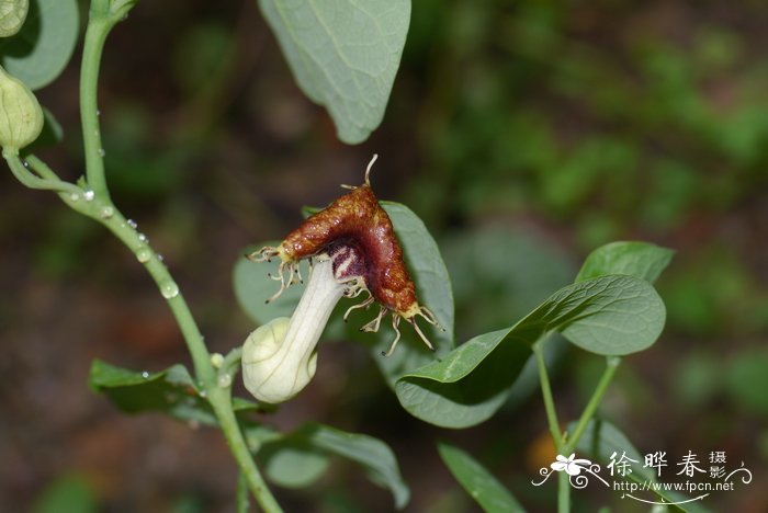 流苏马兜铃Aristolochia fimbriata