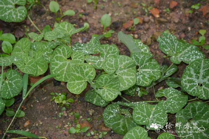 流苏马兜铃Aristolochia fimbriata