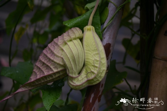 大花马兜铃Aristolochia grandiflora