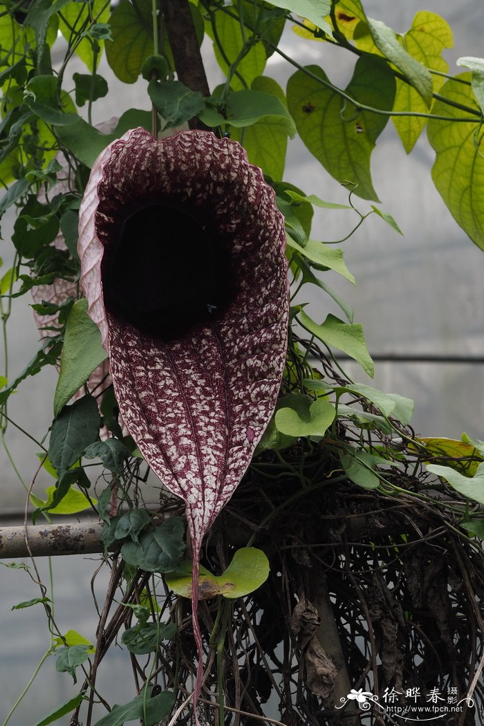 大花马兜铃Aristolochia grandiflora