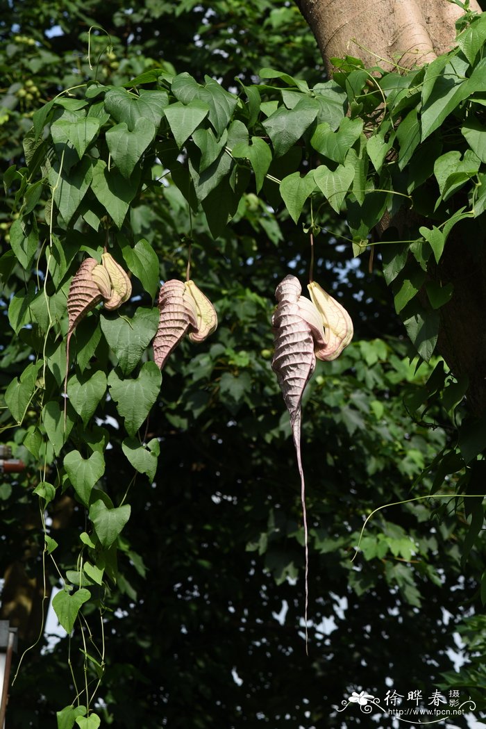 大花马兜铃Aristolochia grandiflora