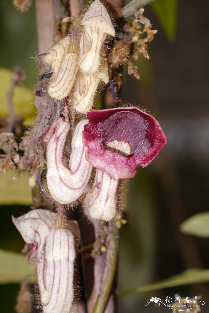 南粤马兜铃Aristolochia howii