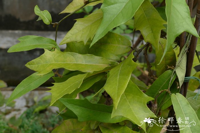 南粤马兜铃Aristolochia howii